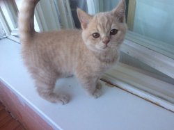 Фелина