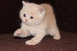 Фелина