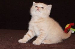 Фелина