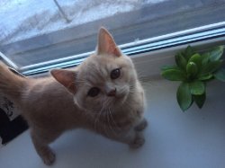 Фелина