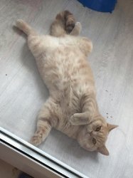 Зефирка