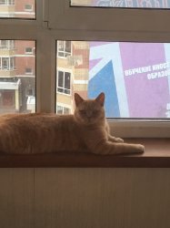 Зефирка