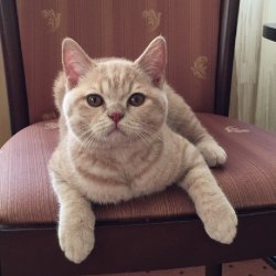 Felina