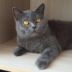 Джемма