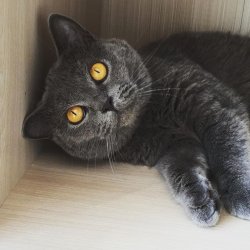 Джемма