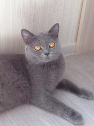 Gemma