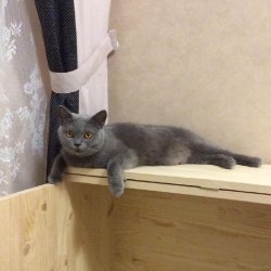 Gemma