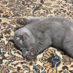 Ирвин