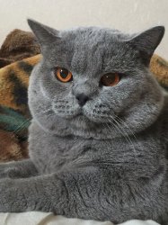 Филя