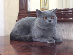 Филя