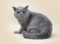 Филечка