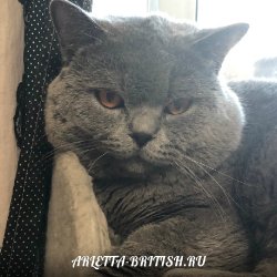 Филечка