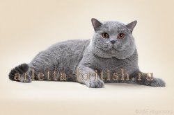 Филечка