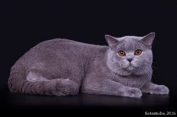 Филечка