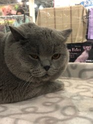Филечка