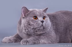 Филя