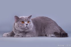 Филя