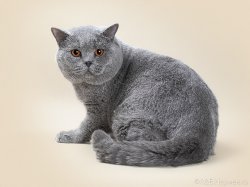 Филя