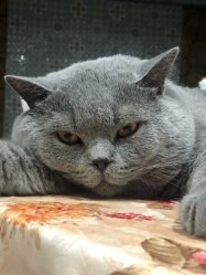 Филя