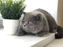 Филя