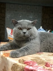 Филя