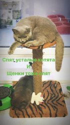 Виски