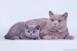 Виски