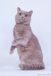 Виски