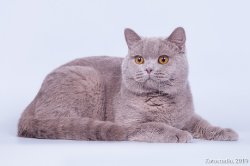 Виски