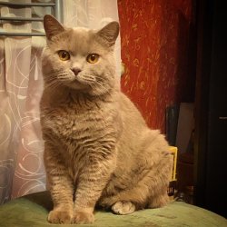 Виски