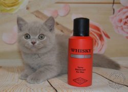 whiskey