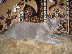 выпускники 