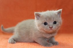 Fabian-BRIc-котик