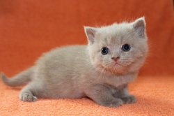 Fabian-BRIc-котик