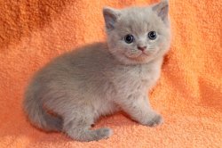 Fabian-BRIc-котик