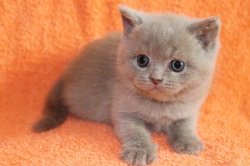 Fabian-BRIc-котик