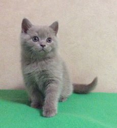 Fabian-BRIc-котик