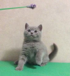 Fabian-BRIc-котик