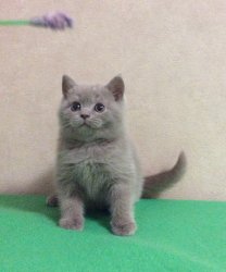 Fabian-BRIc-котик