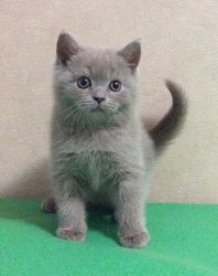 Fabian-BRIc-котик