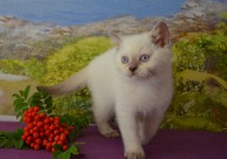 Floretta-BRIc33-кошка