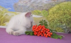 Floretta-BRIc33-кошка
