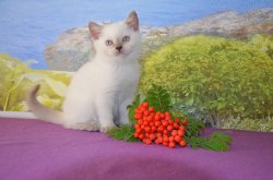 Floretta-BRIc33-кошка