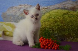 Floretta-BRIc33-кошка