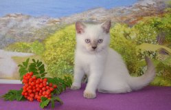 Floretta-BRIc33-кошка
