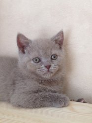 Francesca-BRIc-кошка