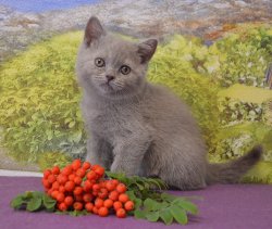 Francesca-BRIc-кошка