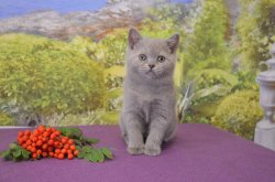 Francesca-BRIc-кошка