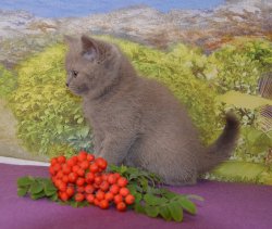 Francesca-BRIc-кошка