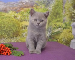 Francesca-BRIc-кошка